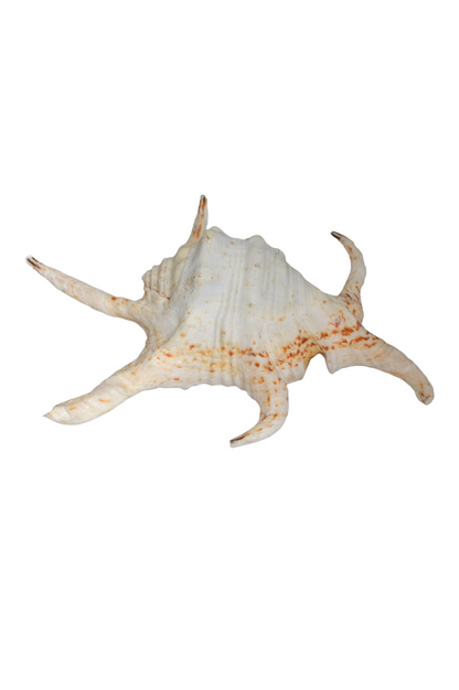 Coquillage Harpago