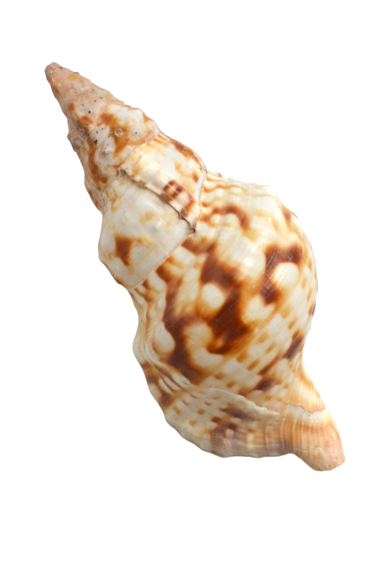 Coquillage spirale