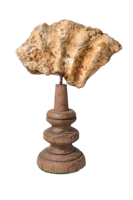 Ammonite sur socle