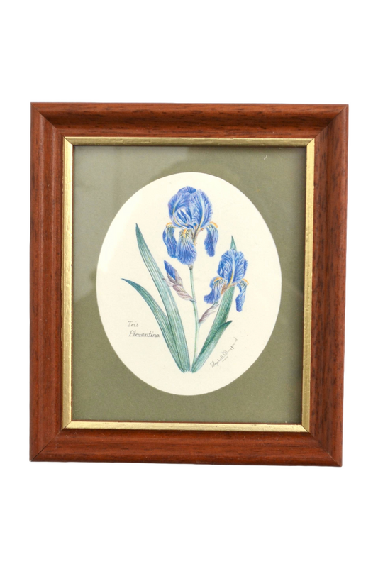 Cadre botanique Iris Florentina