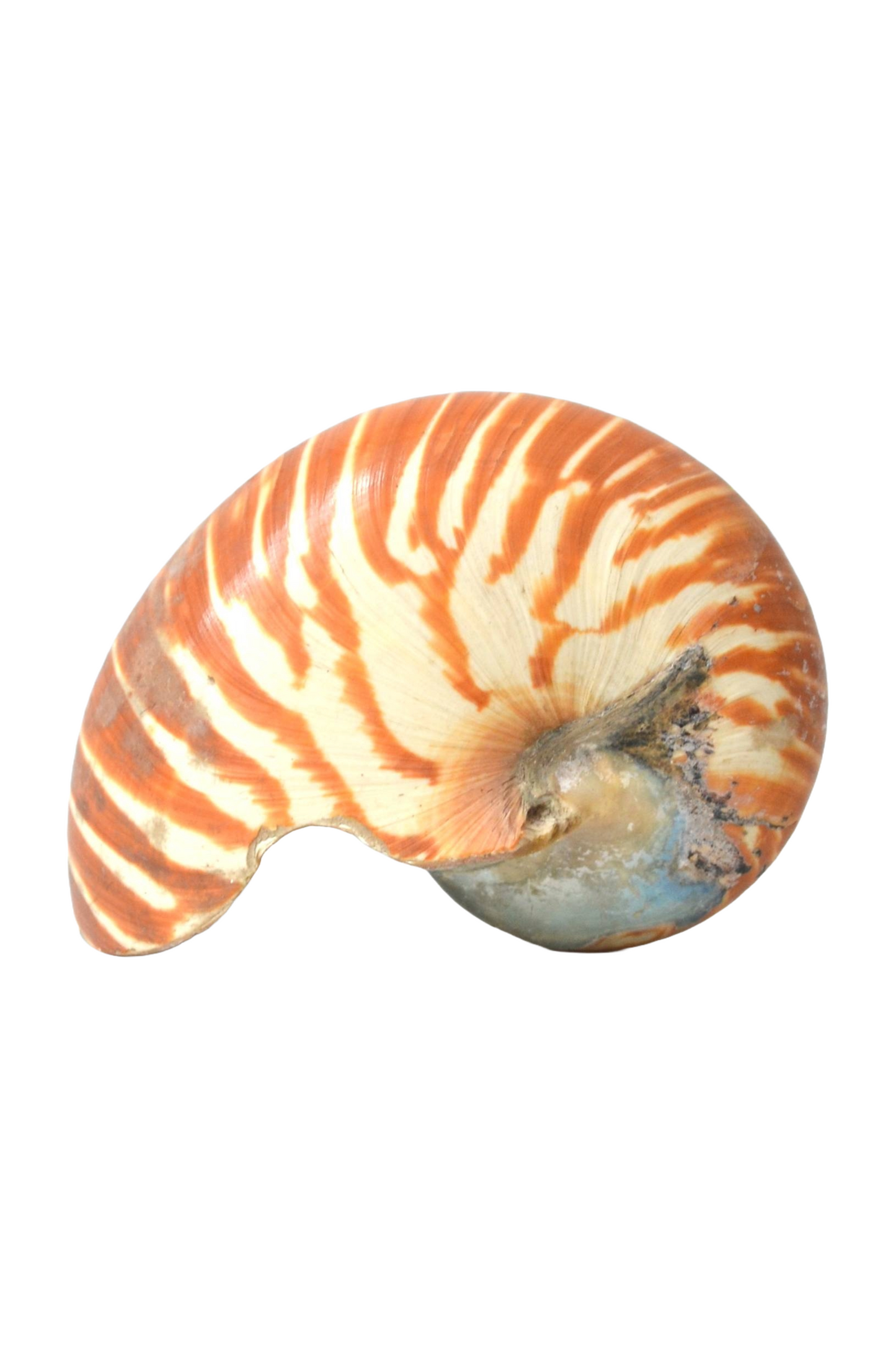 Coquillage Nautilus