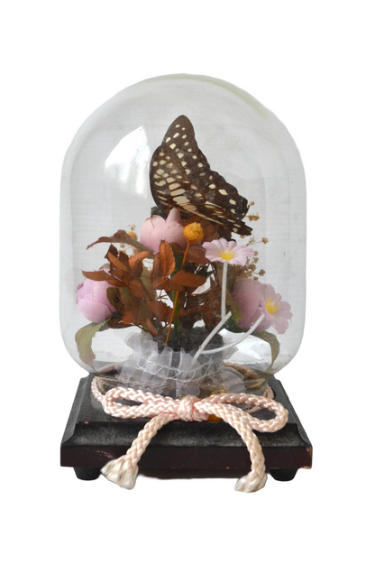 Papillon sous cloche