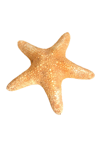 Étoile de mer