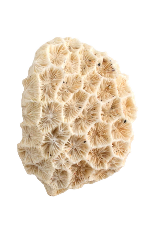 Corail Blanc