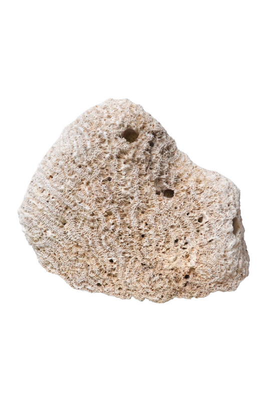 Corail Blanc