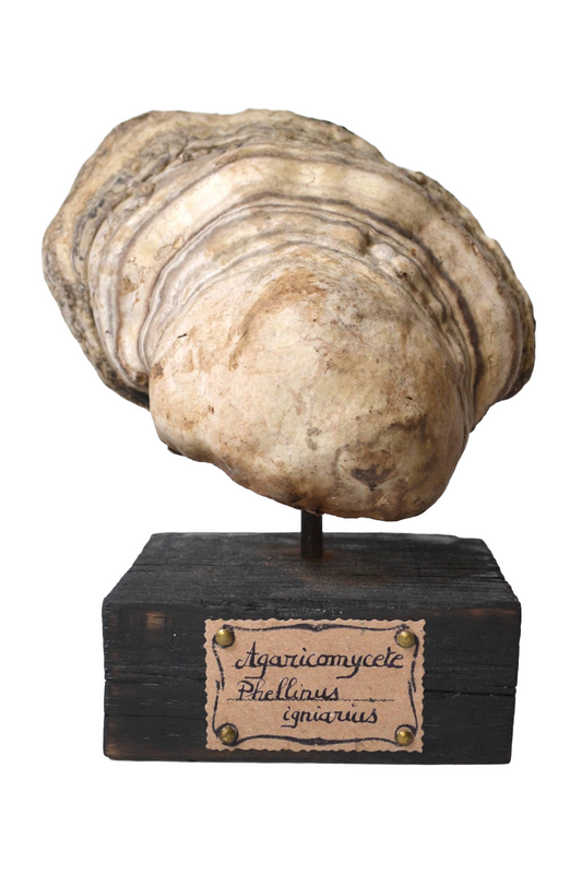 Champignon sur socle