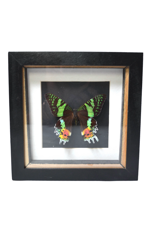 Cadre Papillon Uranie