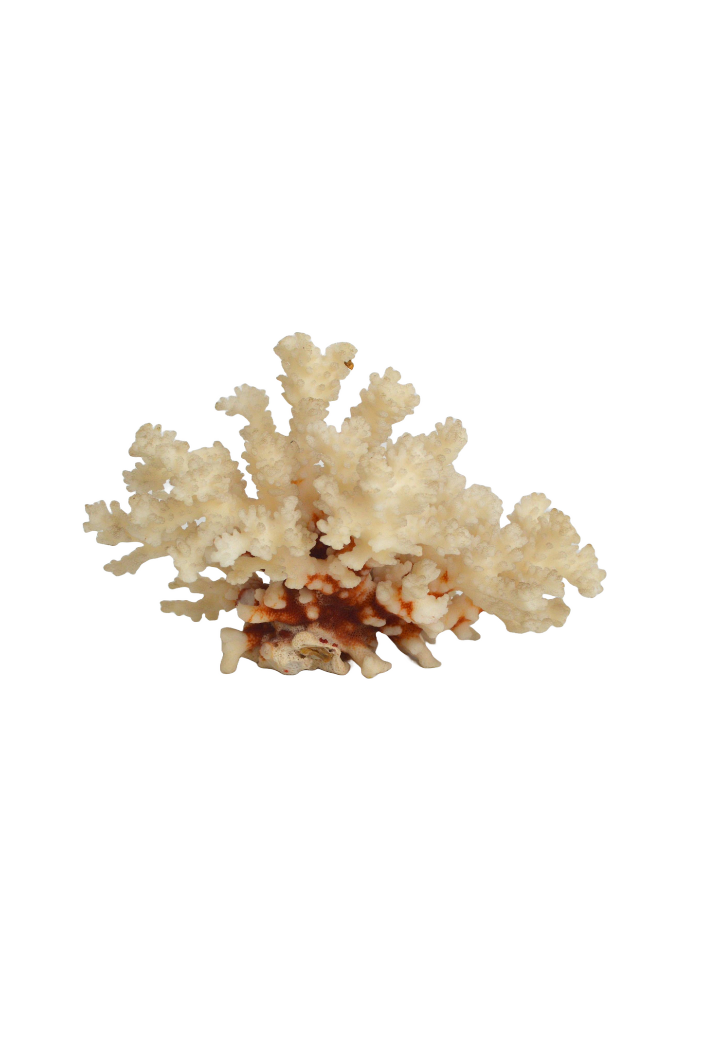 Corail blanc