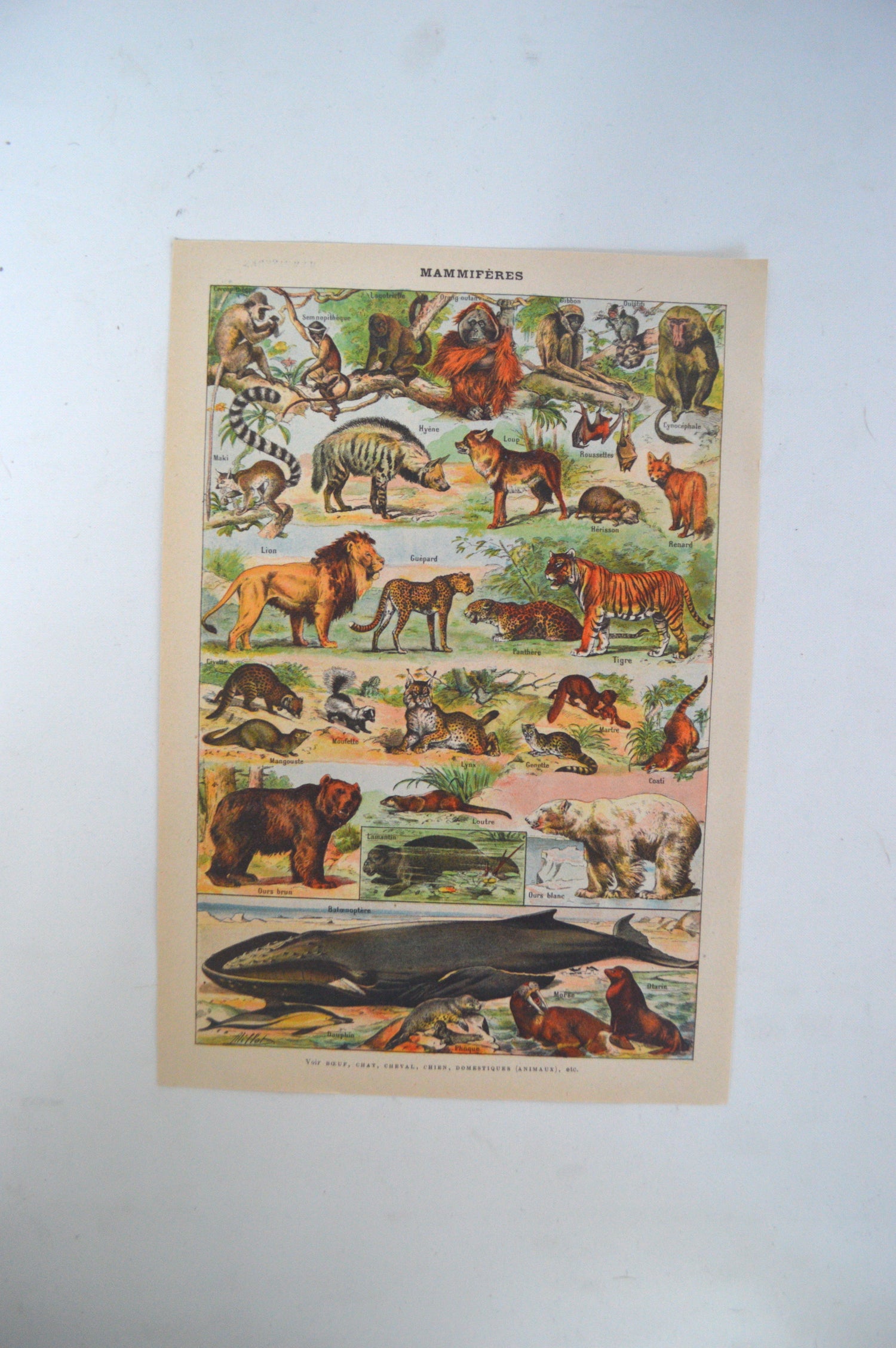 affiche-ancienne-animaux