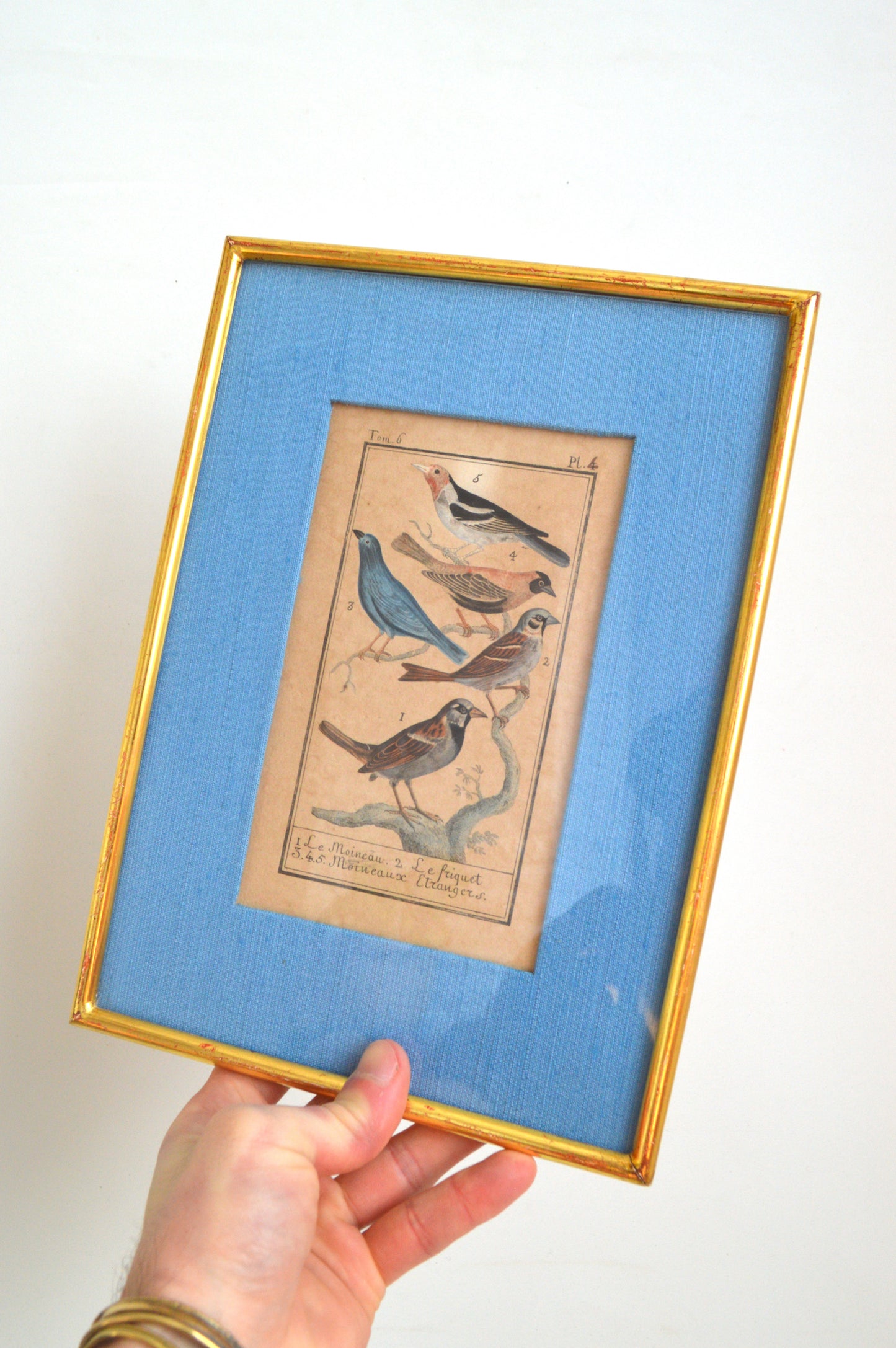 affiche-ancienne-sur-les-oiseaux