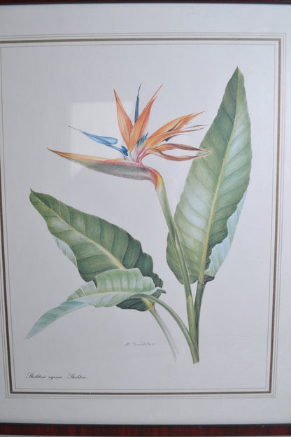 Cadre botanique oiseau du Paradis