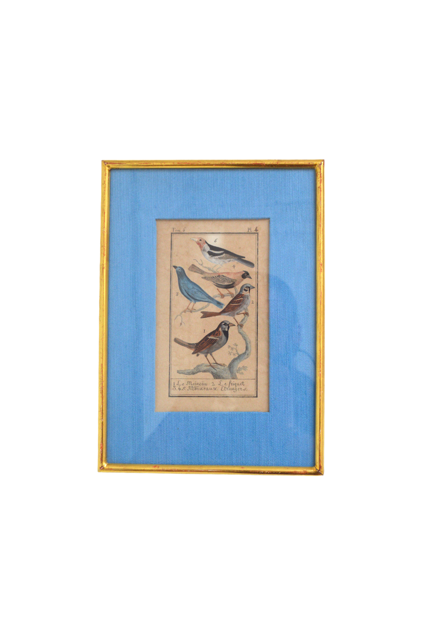 ancienne-lithographie-sur-les-oiseaux