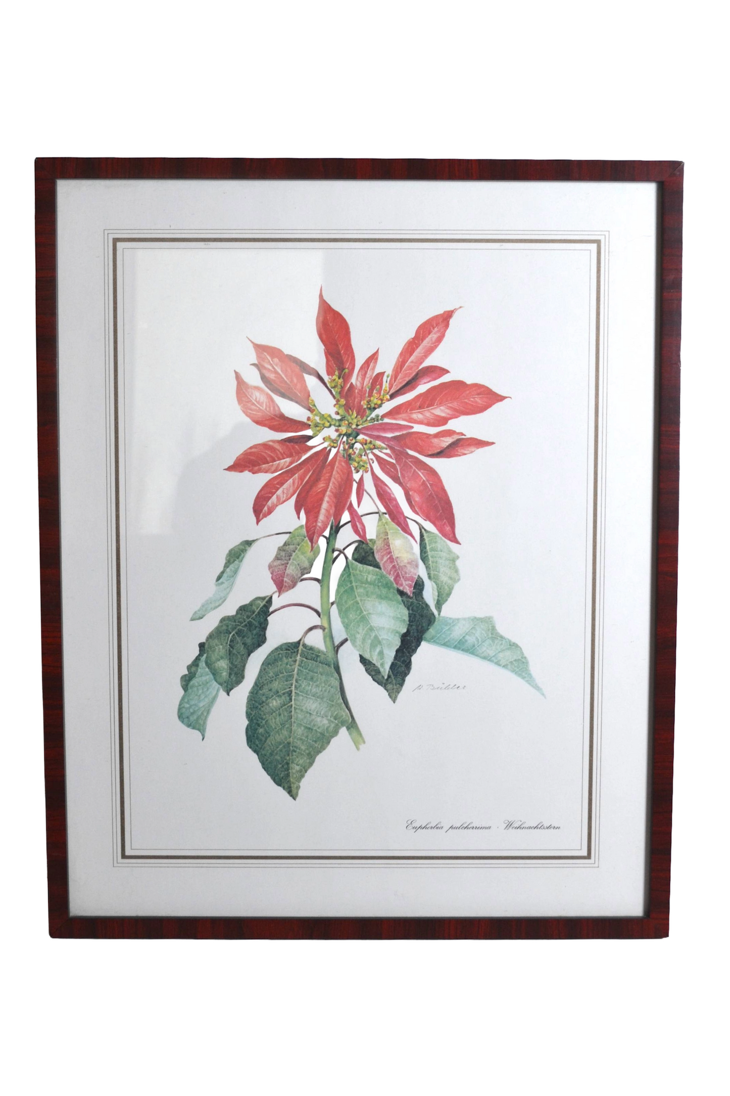 Cadre botanique Poinsettia