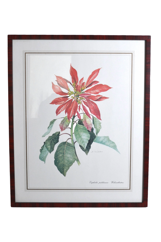 Cadre botanique Poinsettia