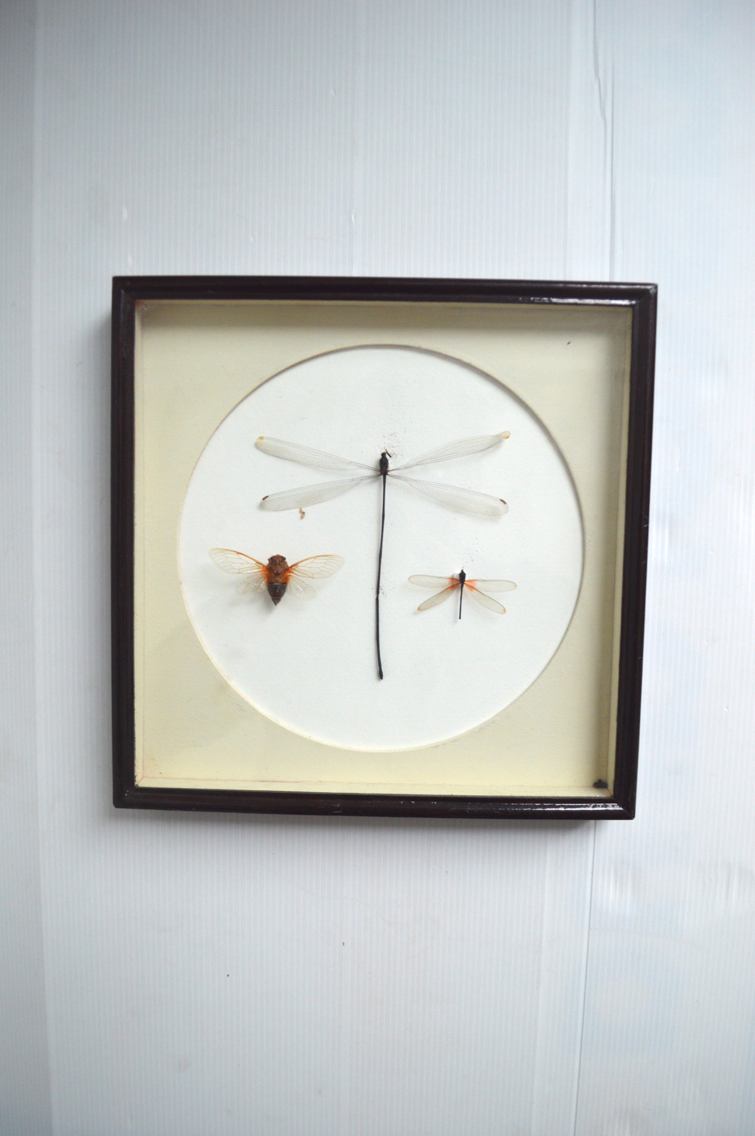 cadre-entomologie