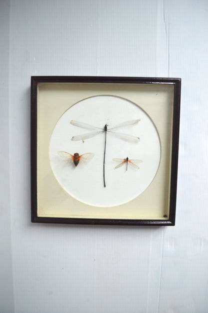 cadre-entomologie