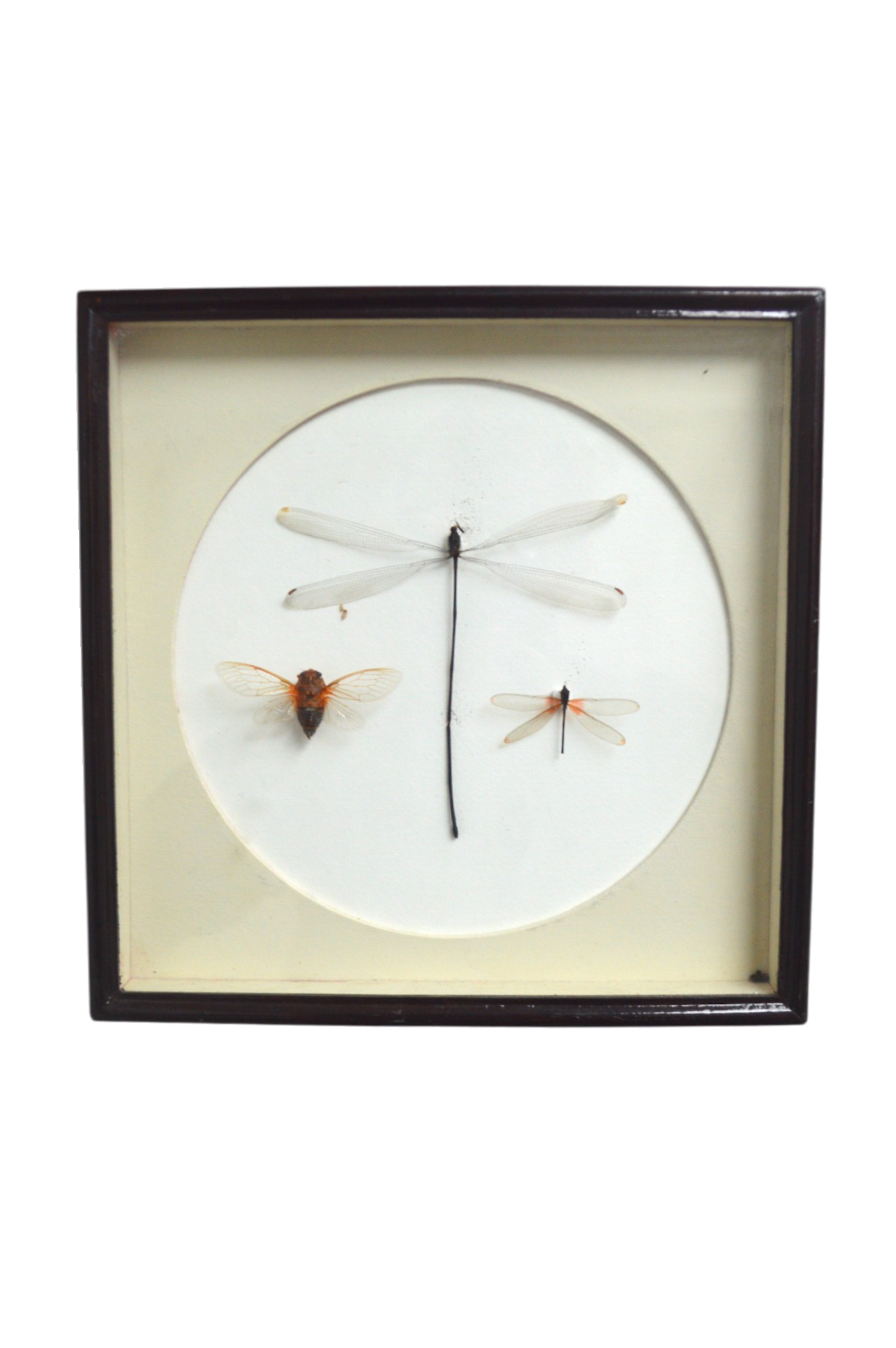 cadre-entomologique