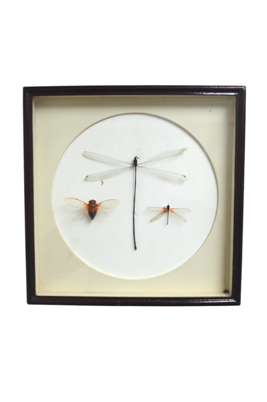 cadre-entomologique
