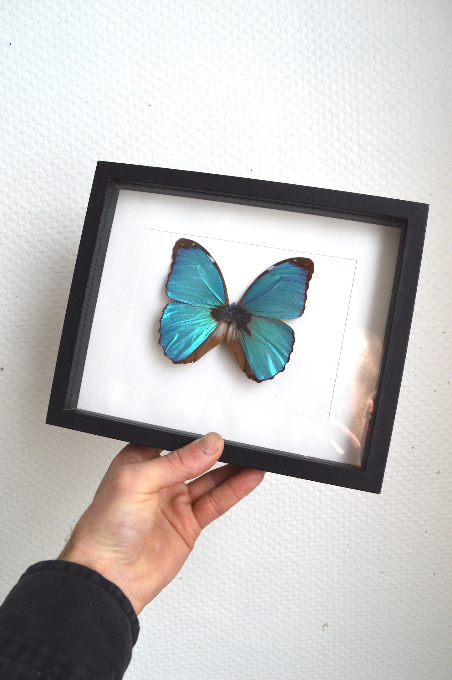 cadre-papillon-bleu