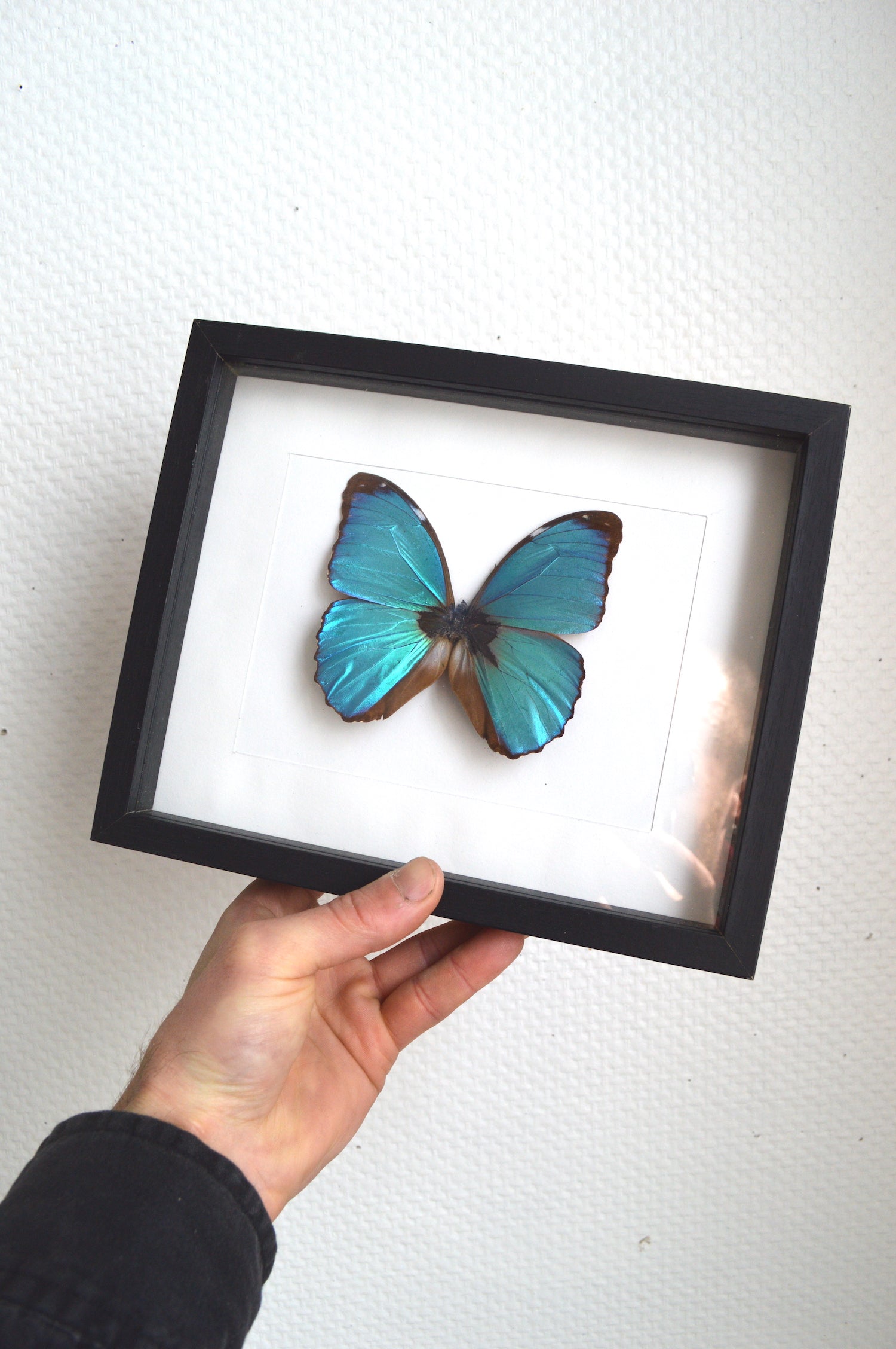cadre-papillon-bleu