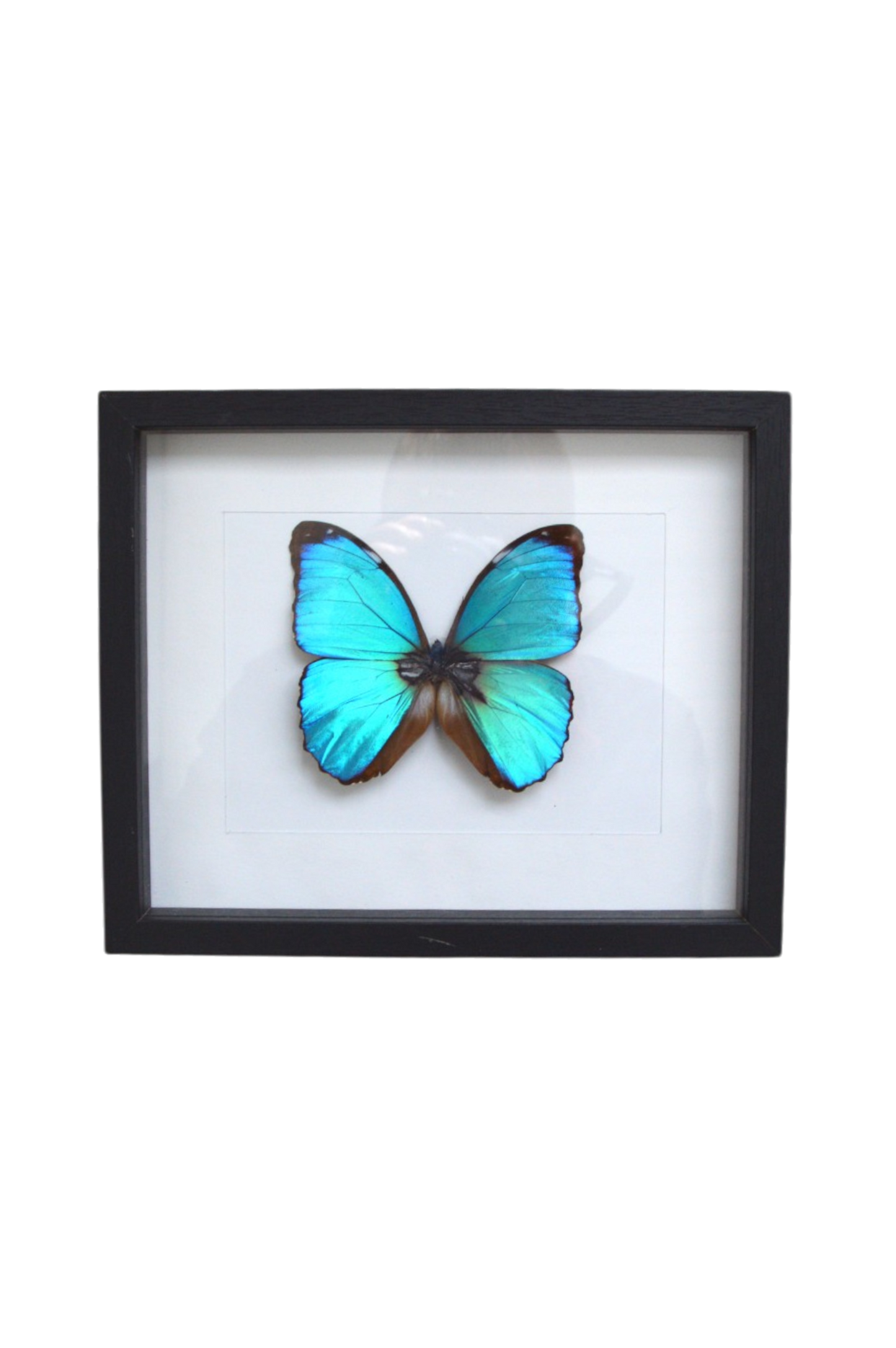 cadre-papillon-morpho