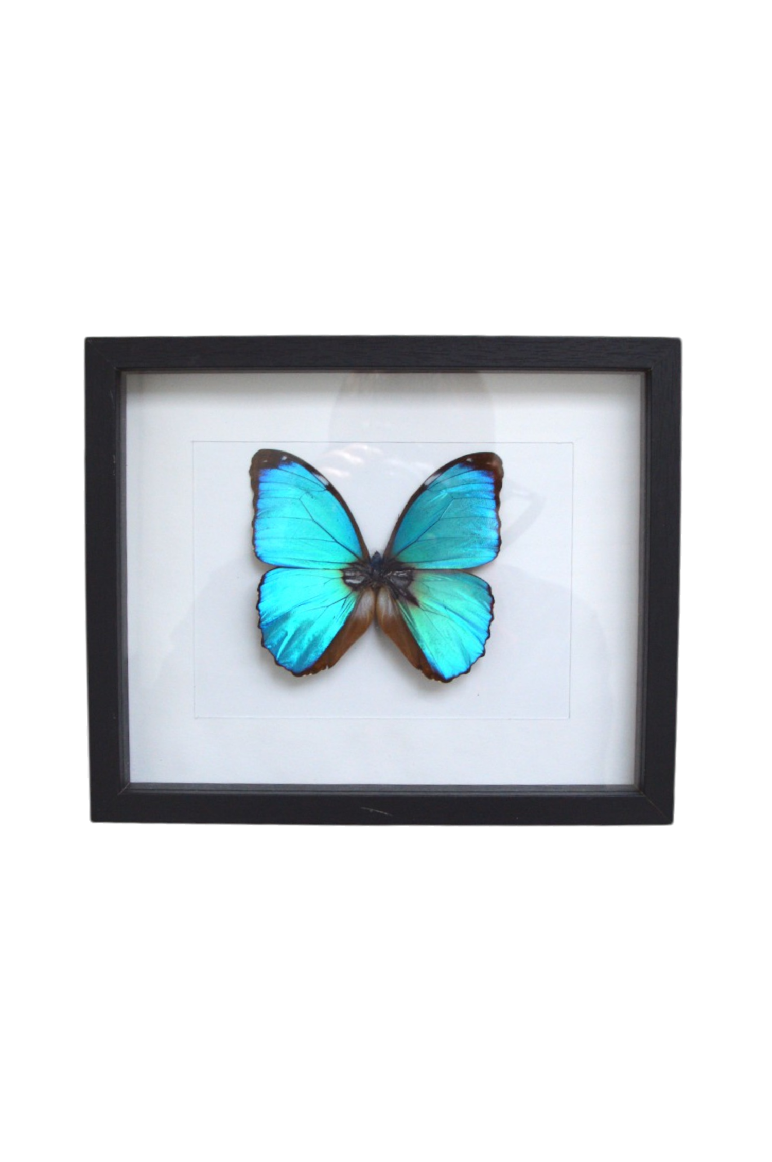 cadre-papillon-morpho