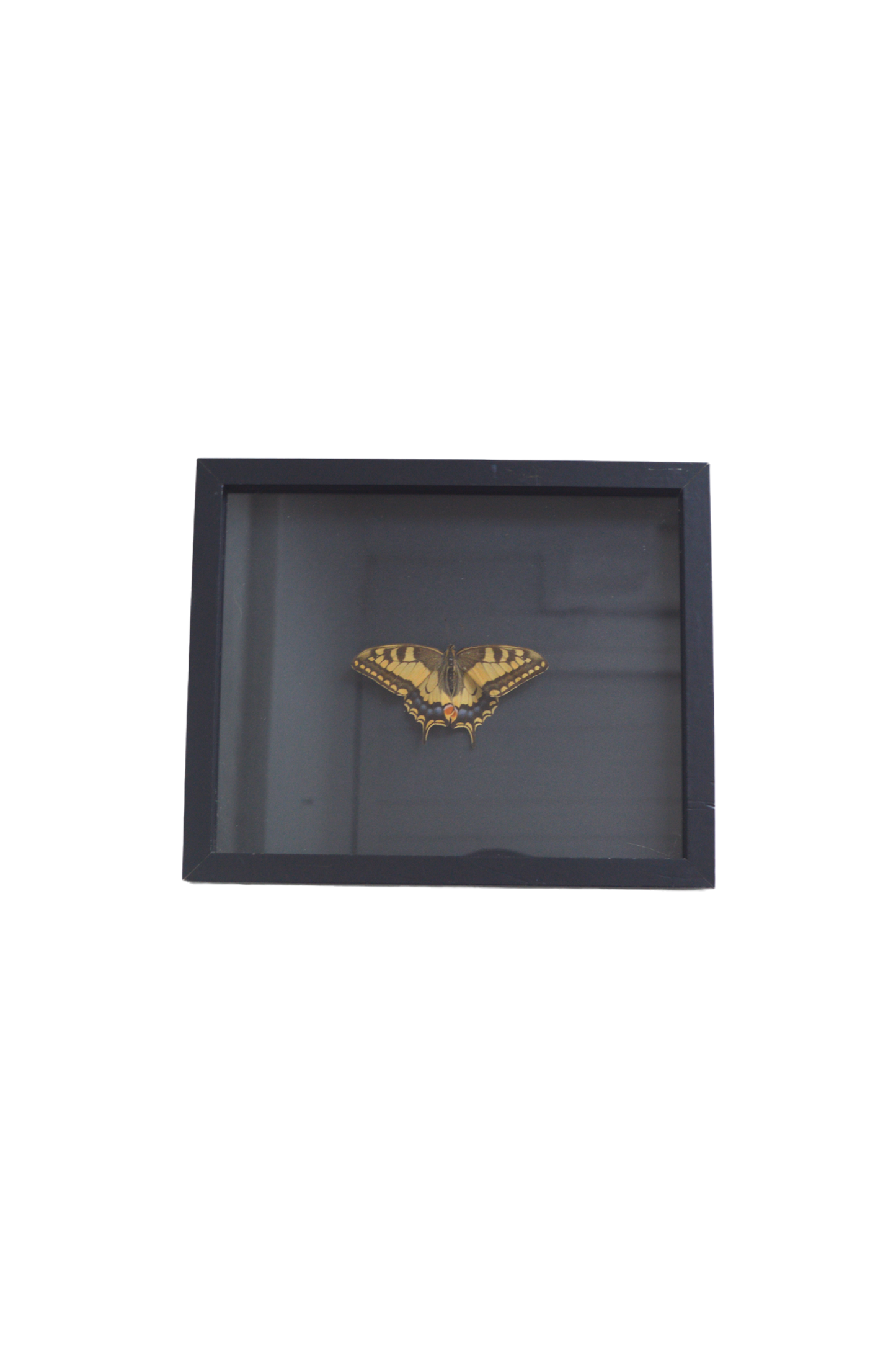 Cadre vitrine papillon