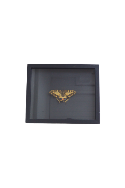 Cadre vitrine papillon