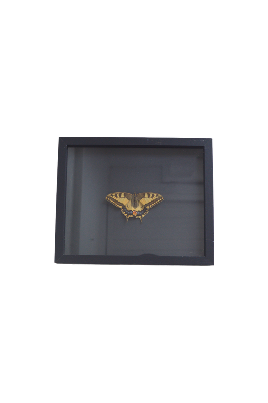 Cadre vitrine papillon