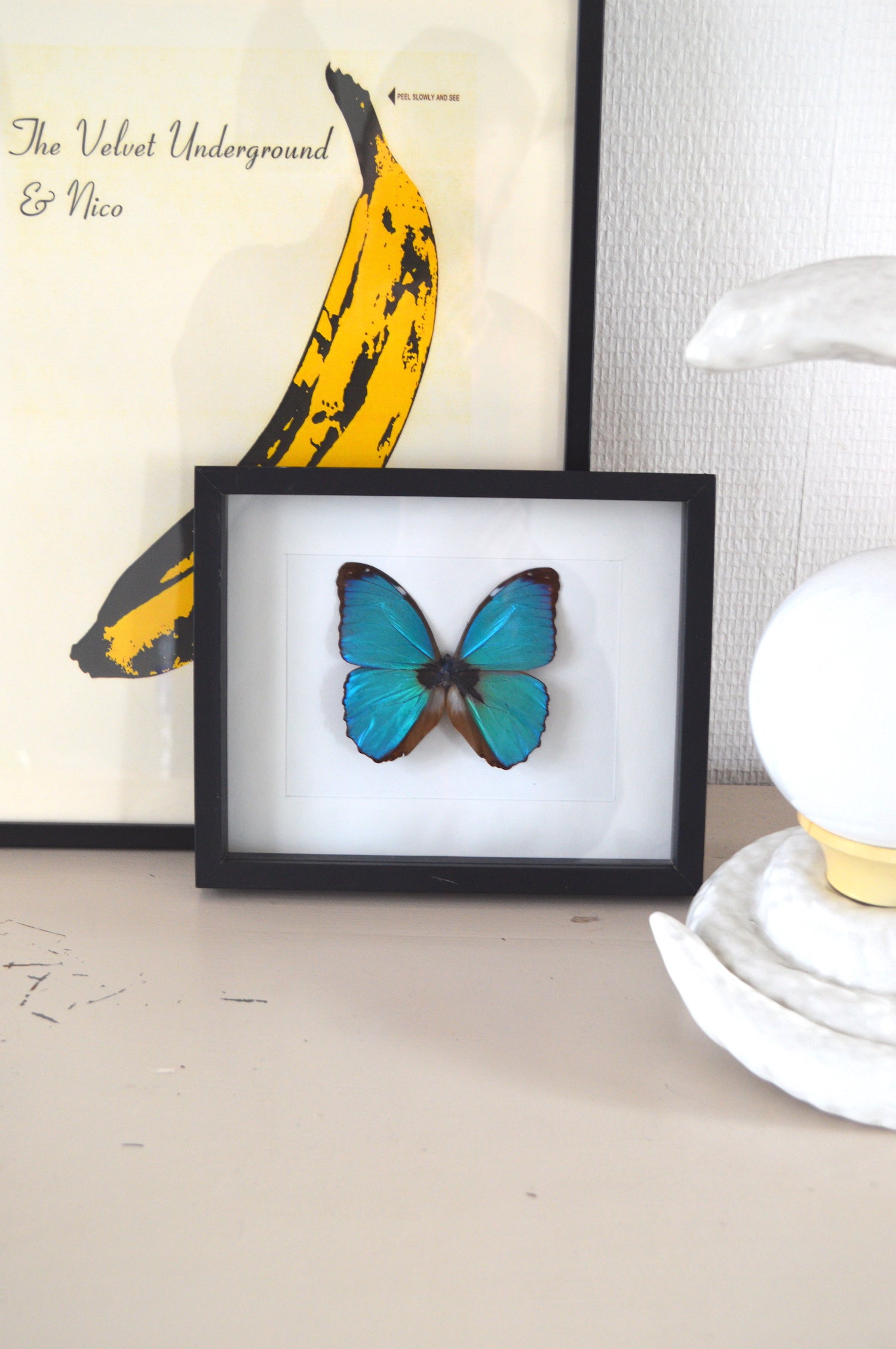 cadre-papillon-naturalisé