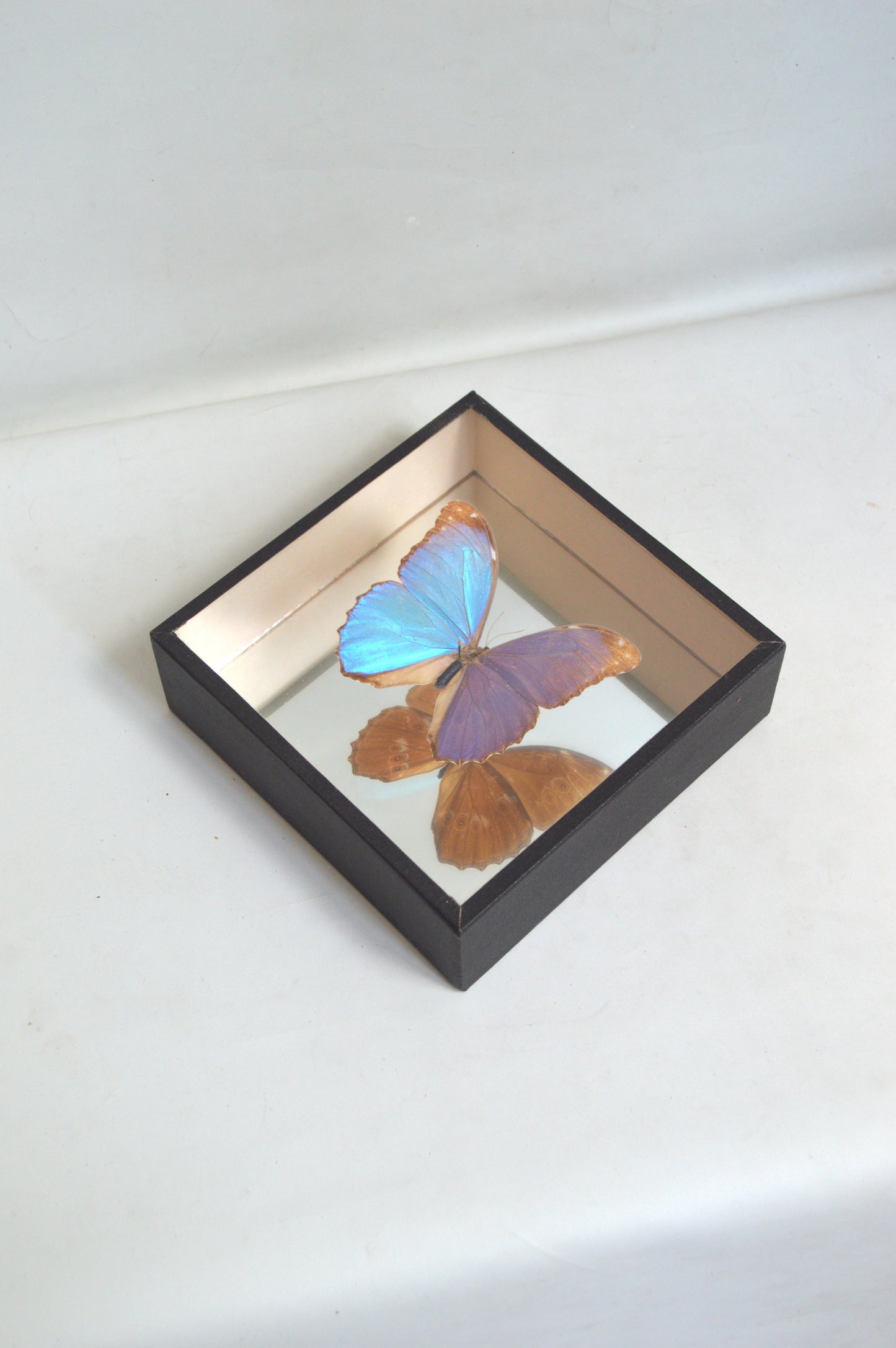 cadre-papillon-naturalisé