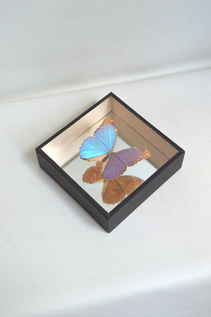 cadre-papillon-naturalisé