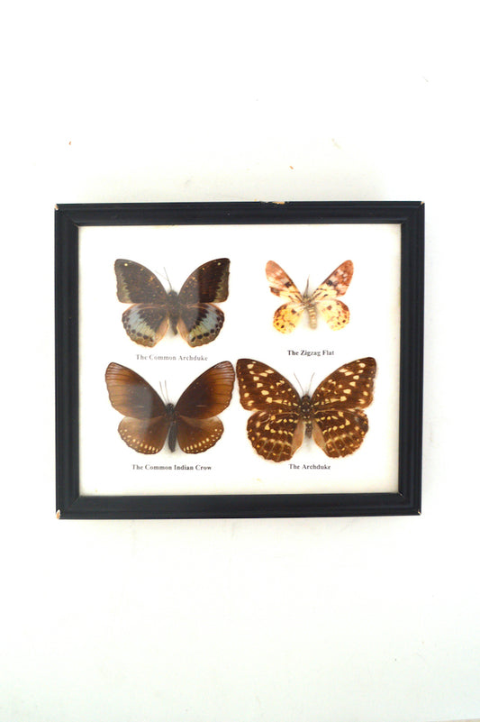 papillons naturalisés placés sous verre