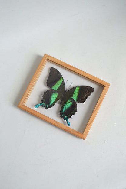 cadre-papillon-véritable