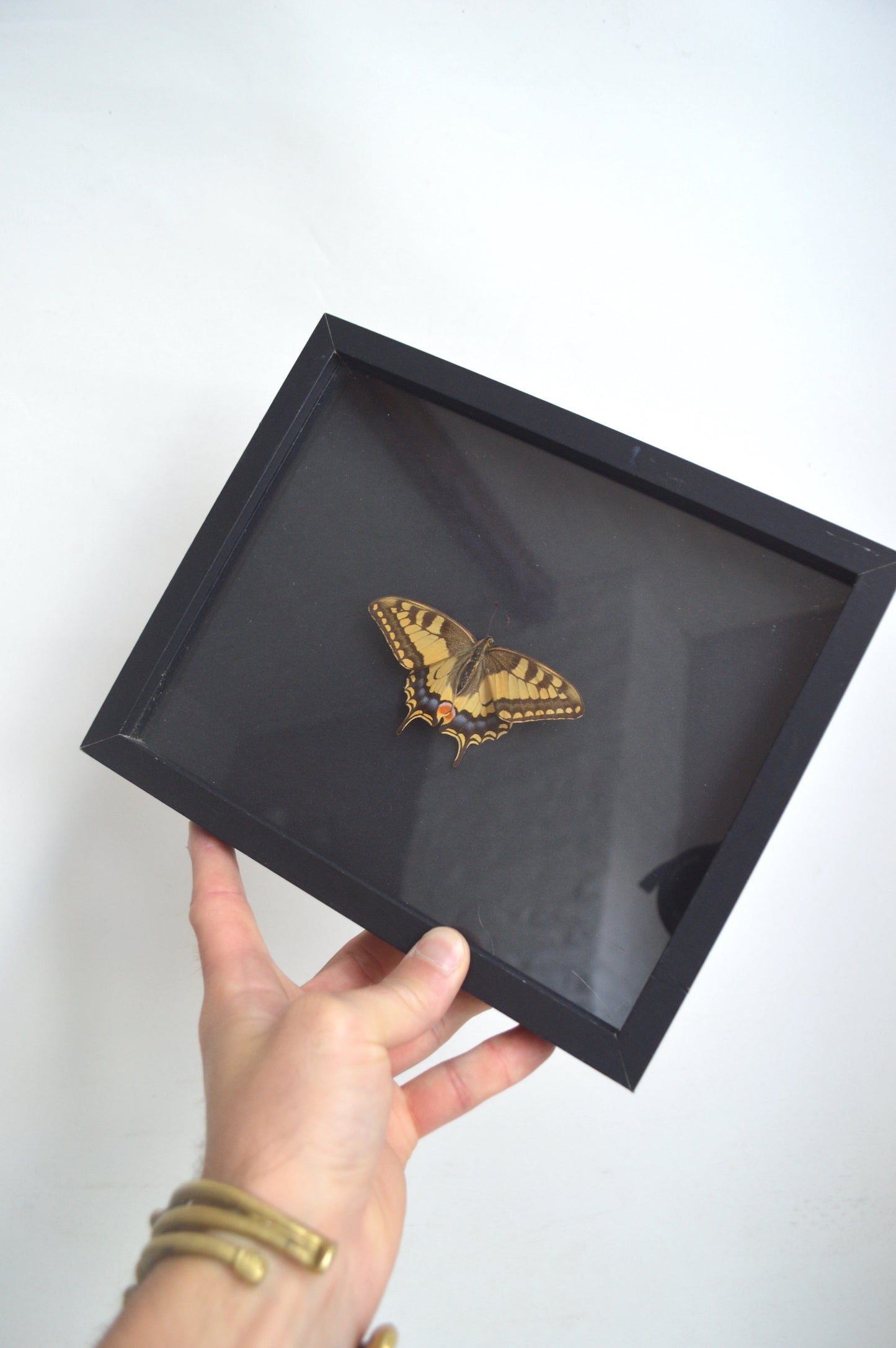 Cadre vitrine papillon