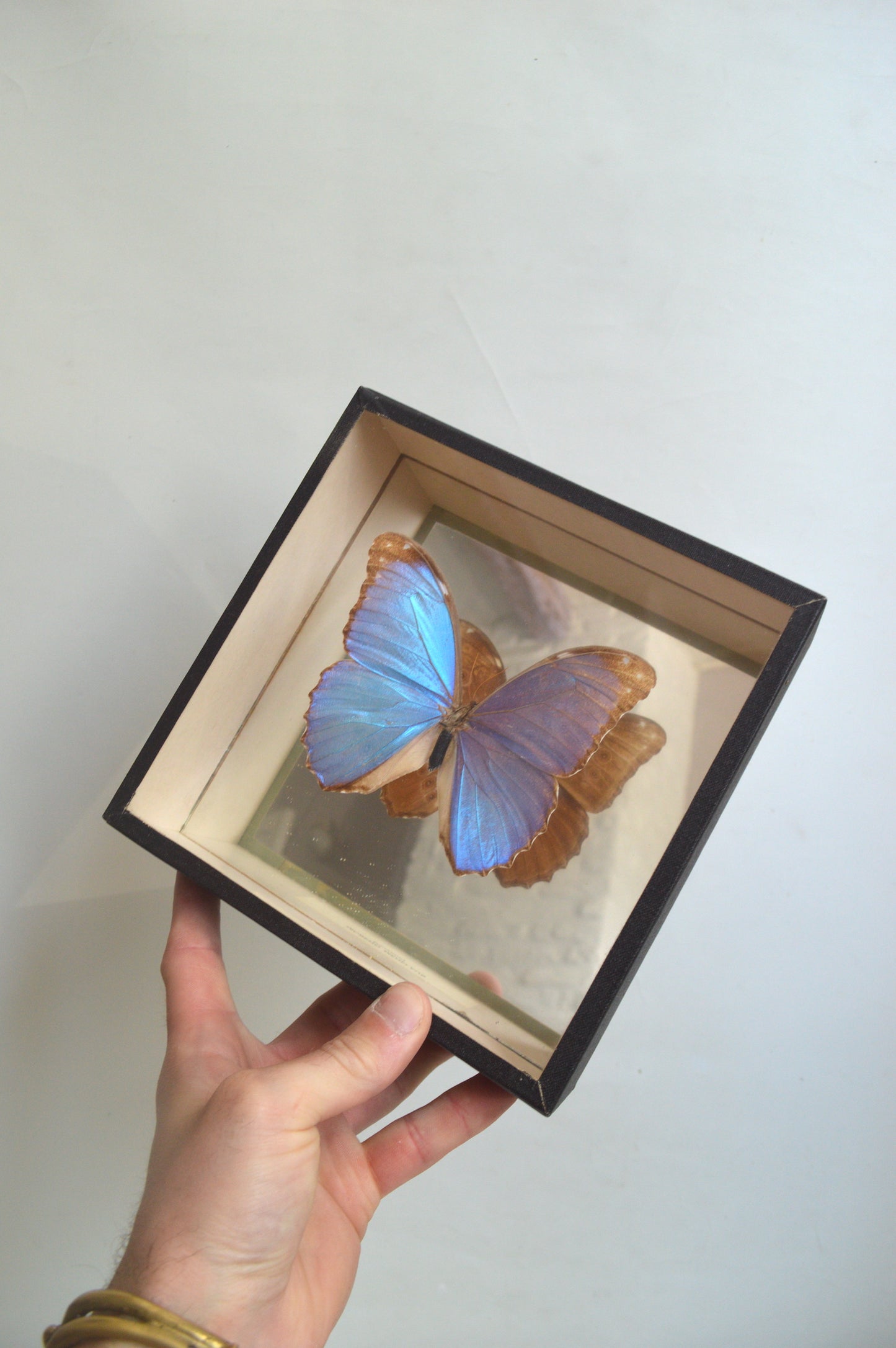 cadre-papillon