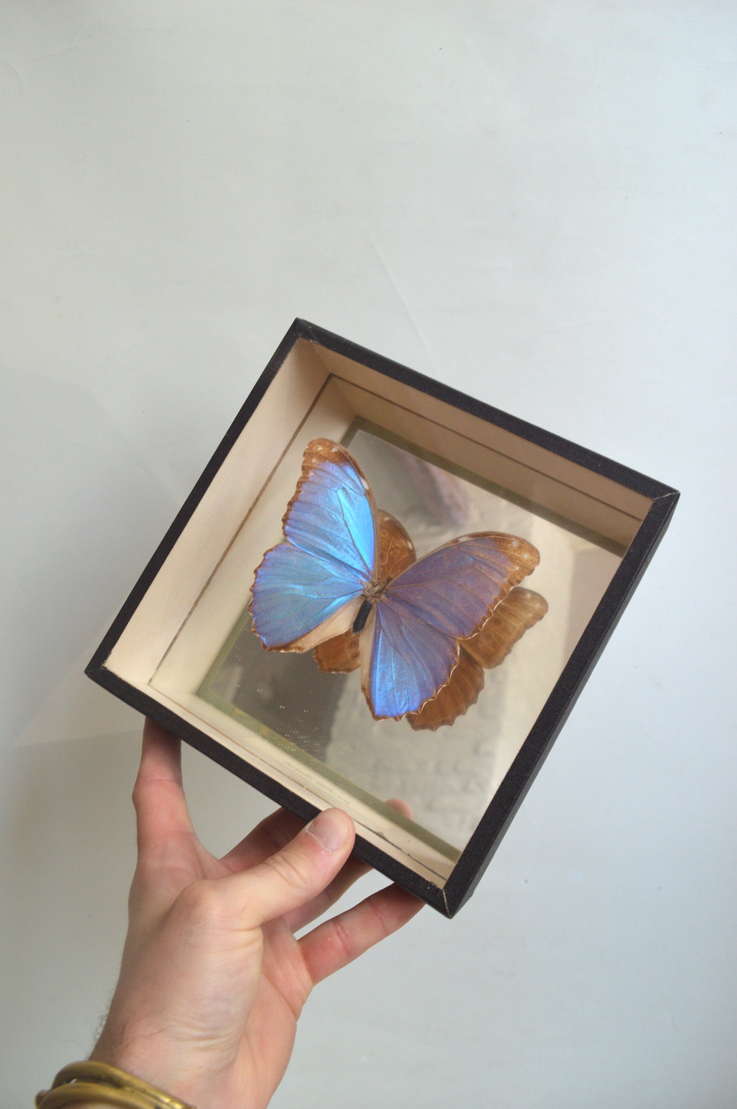 cadre-papillon