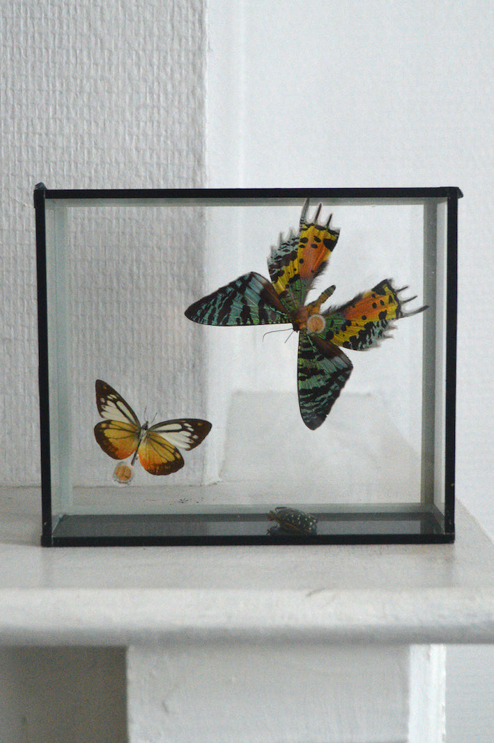 cadre papillons vintage