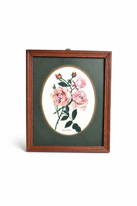 Cadre botanique Rosier New Dawn