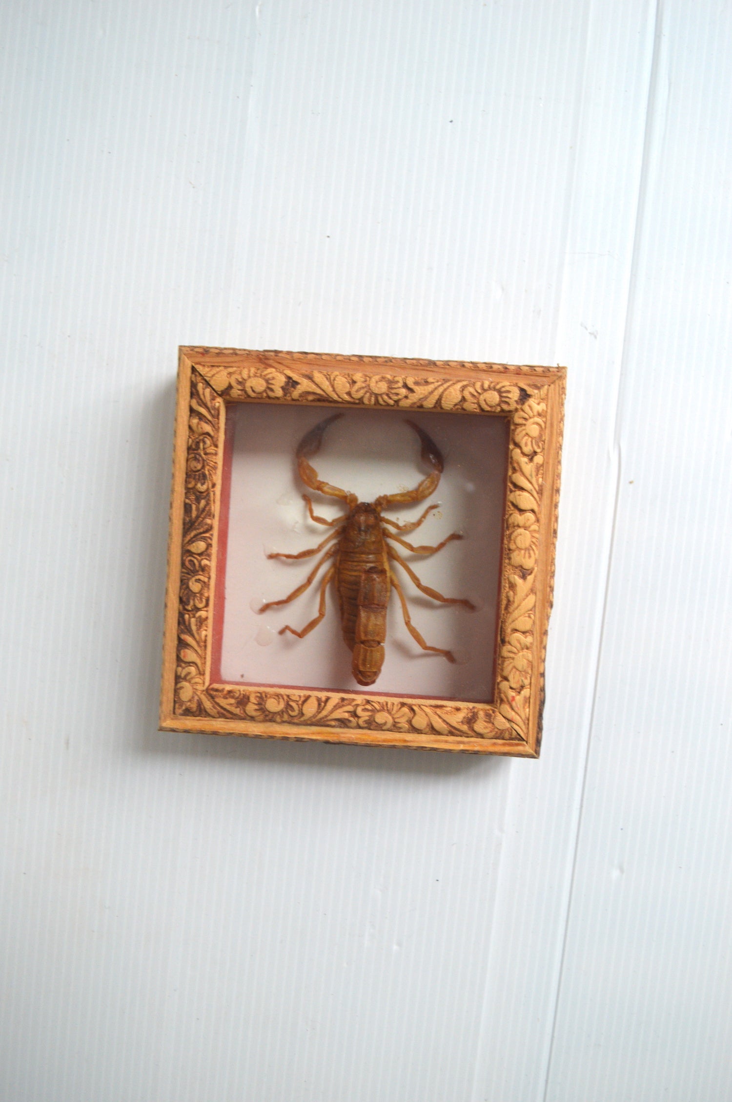 cadre-scorpion-naturalisé