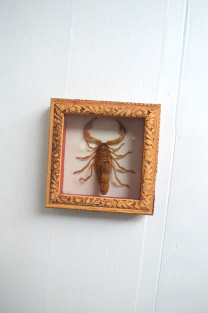 cadre-scorpion-naturalisé
