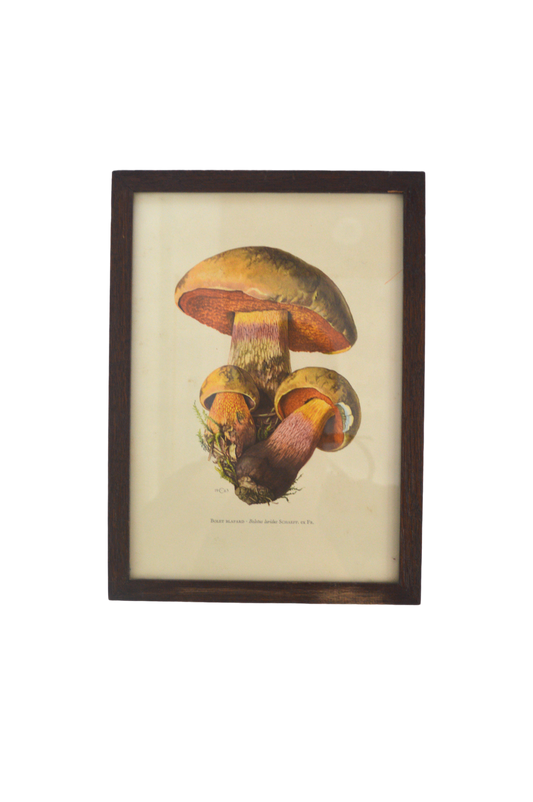 cadre-sur-les-champignons