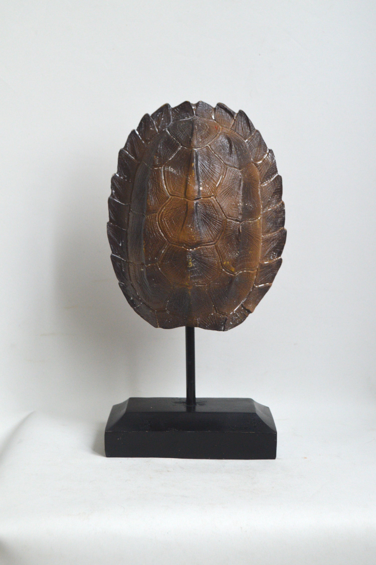 carapace-de-tortue-deco