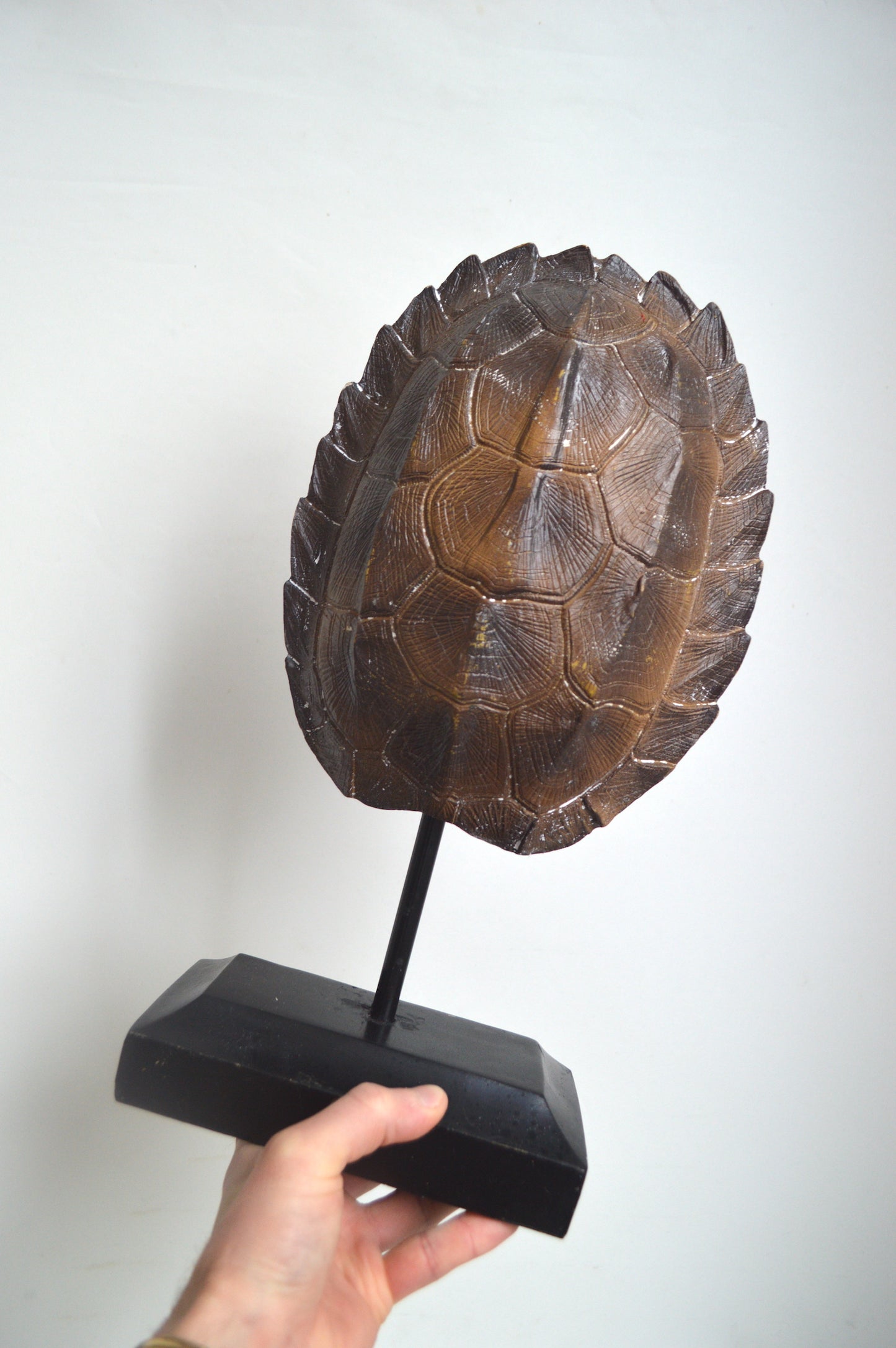 carapace-style-cabinet-de-curiosités