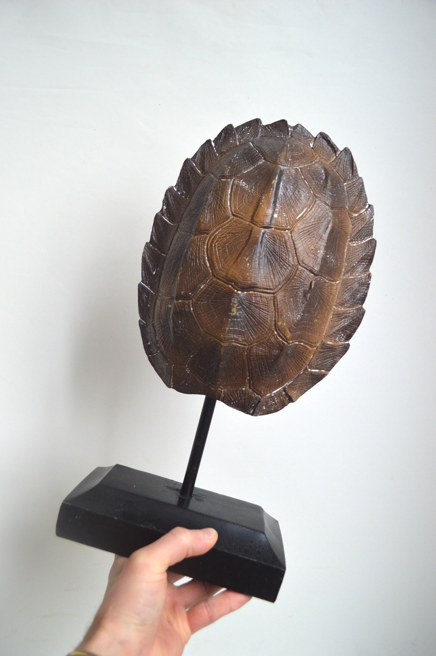 carapace-style-cabinet-de-curiosités