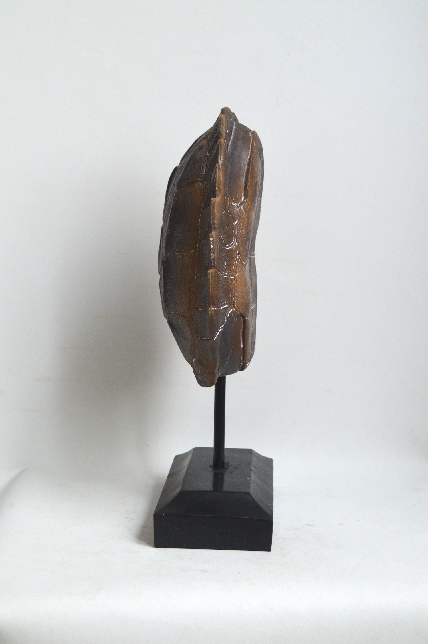 carapace-tortue-decorative