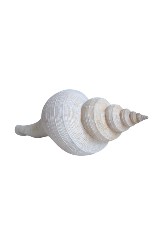 coquillage-à-vendre