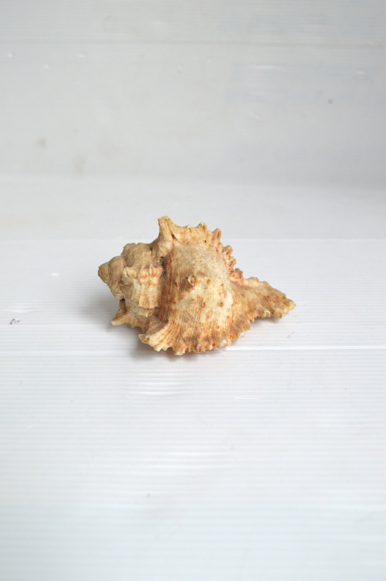coquillage-cabinet-de-curiosités