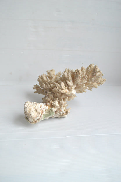 corail-blanc-veritable