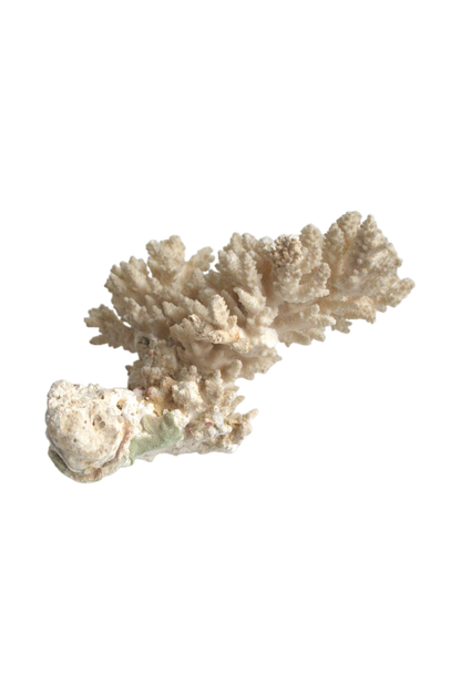 corail-blanc-cabinet-de-curiosités
